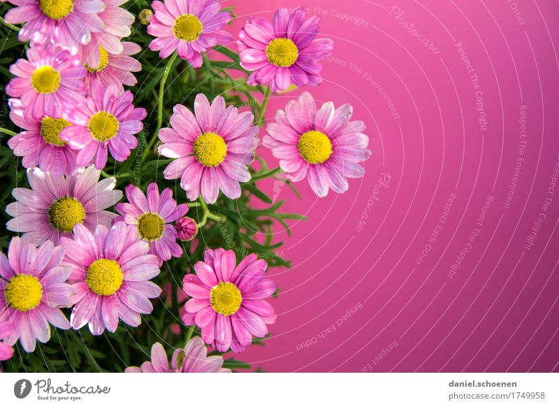 PINk Plant Flower Fragrance Happiness Fresh Pink Colour Multicoloured Deserted Copy Space right