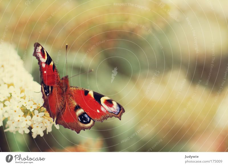 peacock butterfly Colour photo Exterior shot Close-up Deserted Copy Space right Copy Space top Day Sunlight Shallow depth of field Animal portrait Beautiful