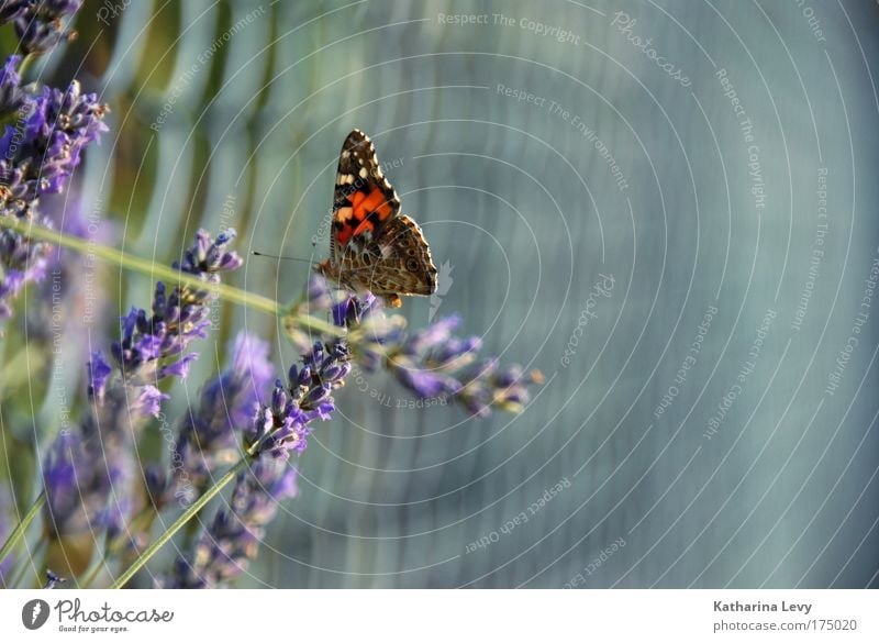 landing site Colour photo Exterior shot Close-up Deserted Copy Space right Neutral Background Day Shallow depth of field Central perspective Animal portrait