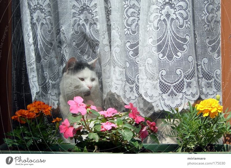 house arrest Pet Cat 1 Animal Looking Dream Soft Multicoloured Safety Love of animals Indifferent Day Colour photo Exterior shot Shallow depth of field