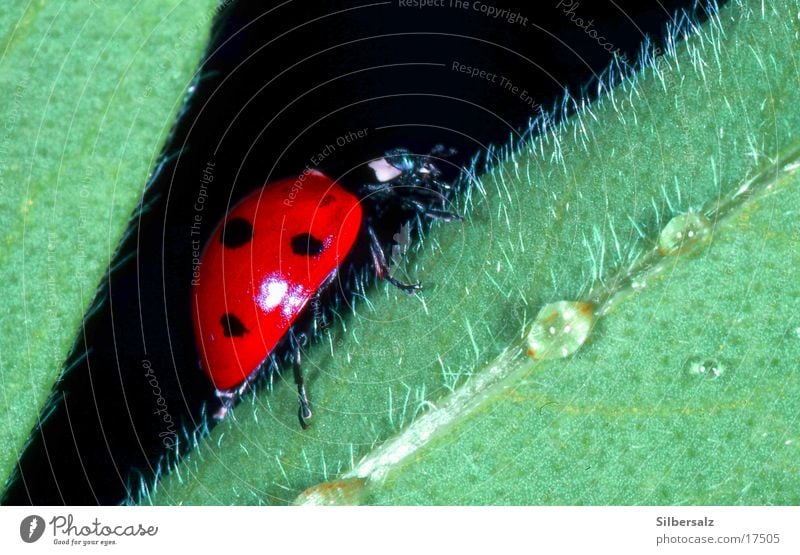 Ladybird on a ticklish background Macro (Extreme close-up) Insect