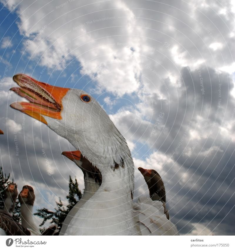 Sharp-tongued chatterbox Worm's-eye view Goose Roasted goose Garden Martinmas Agriculture Forestry Village Farm animal Animal face Group of animals Observe