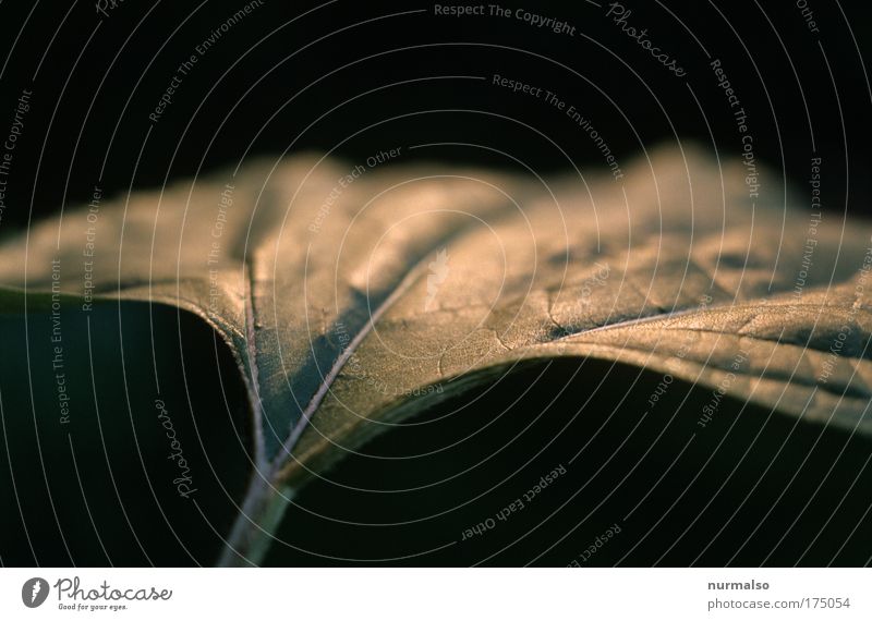 angelic likeness Colour photo Detail Morning Shallow depth of field Organic produce Safari Sun Nature Plant Animal Summer Leaf Foliage plant Agricultural crop