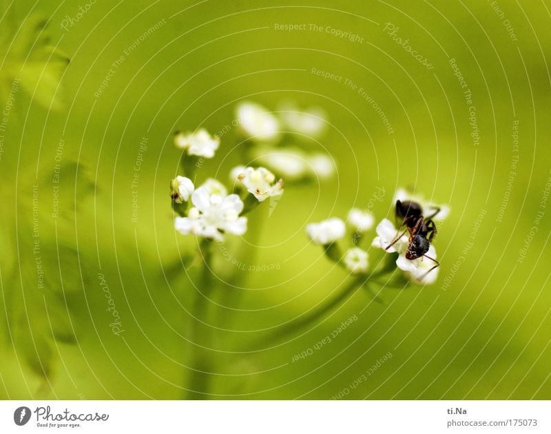 pollen eater Exterior shot Macro (Extreme close-up) Deserted Copy Space top Shallow depth of field Environment Nature Plant Animal Blossom Wild plant Chervil