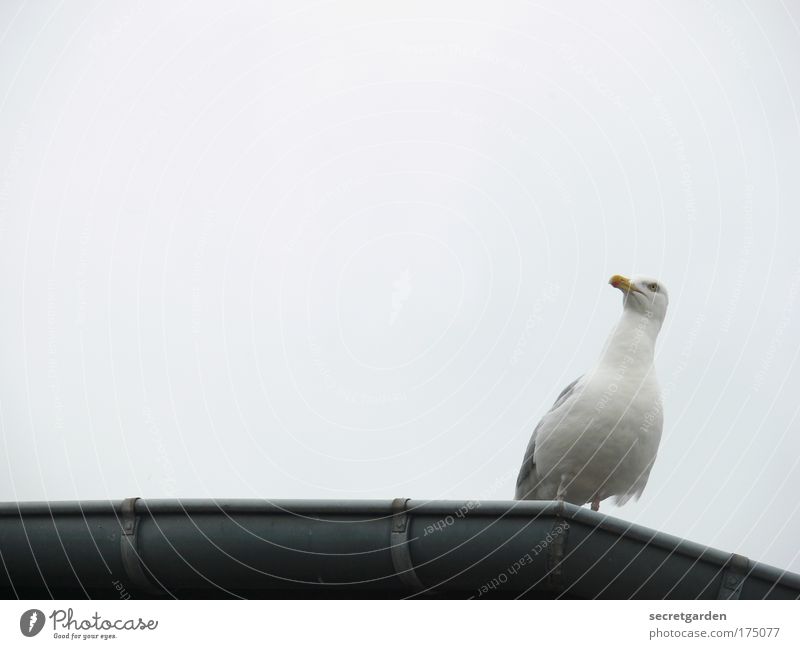 [AI 09.1] against the wind Colour photo Subdued colour Exterior shot Detail Deserted Copy Space right Copy Space top Copy Space middle Neutral Background Day