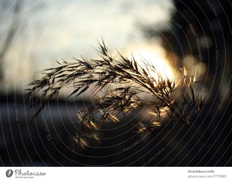 In backlight Colour photo Exterior shot Evening Contrast Sunlight Sunbeam Back-light Shallow depth of field Nature Grass Bushes Warmth Brown Yellow Day