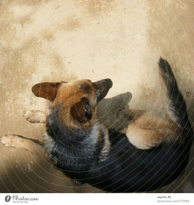 Shepherd dog seeks shepherd dog Colour photo Deserted Copy Space top Shadow Bird's-eye view Animal portrait Pet Dog 1 Lie Looking Tails Ear Back Sand