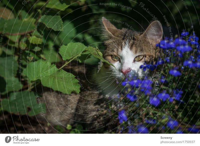 game of hide-and-seek Nature Plant Animal Earth Summer Flower Bushes Garden Pet Cat 1 Observe Lie Serene Patient Calm Hide Colour photo Exterior shot Deserted