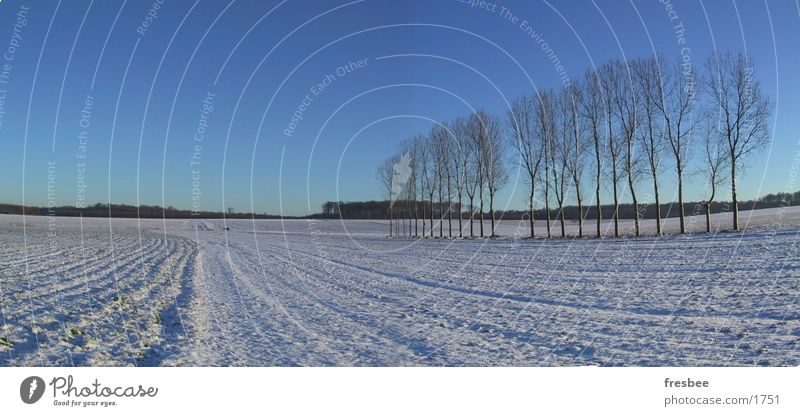 pano with poplars Poplar Tree Winter Blue