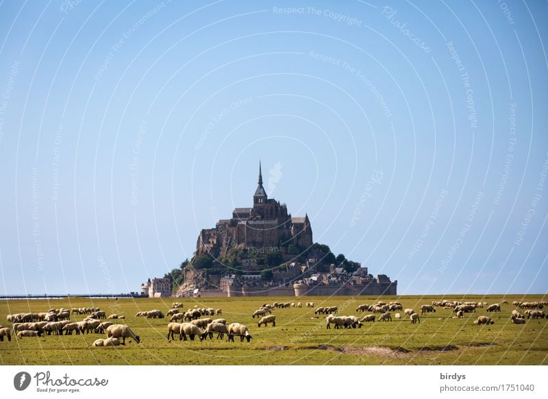 Mont Saint-Michel Vacation & Travel Tourism Summer vacation Nature Landscape Cloudless sky Beautiful weather Meadow Mountain Coast Island Mont St Michel France