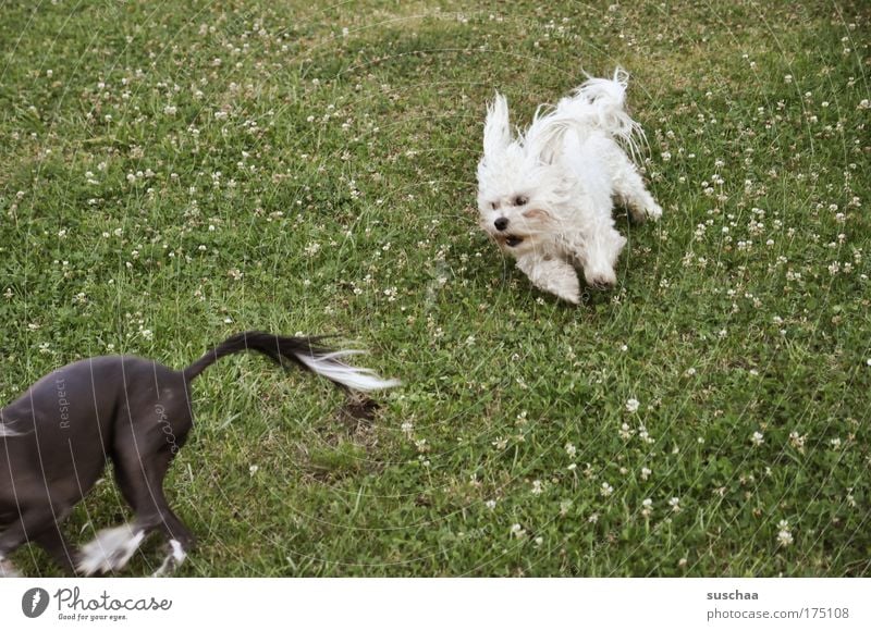 wauzi race Subdued colour Exterior shot Motion blur Playing Hunting Success Plant Spring Summer Garden Meadow Hair and hairstyles Black-haired White-haired