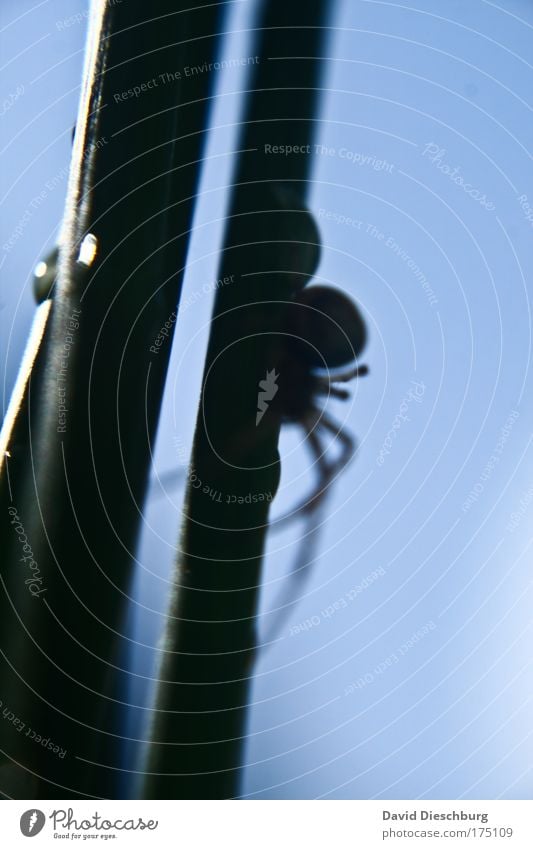 The horror of darkness Colour photo Exterior shot Detail Day Shadow Contrast Silhouette Sunlight Back-light Blur Central perspective Nature Animal Wild animal