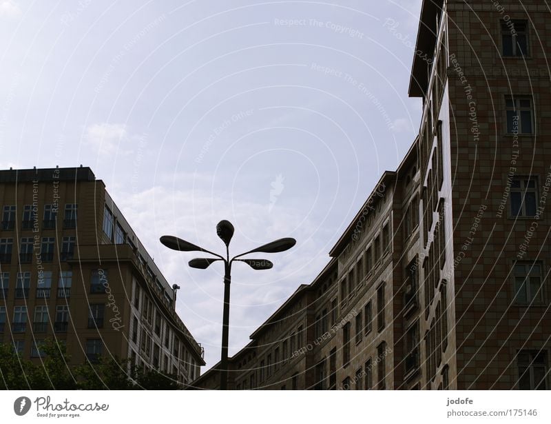 urban flower Colour photo Subdued colour Exterior shot Deserted Copy Space left Copy Space top Day Shadow Contrast Silhouette Sunlight Back-light