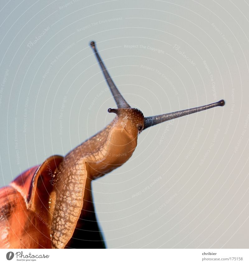 HUH? (100%) Close-up Macro (Extreme close-up) Animal portrait Upper body Looking into the camera Nature Summer Plant Snail Feeler Touch To feed Wait Glittering