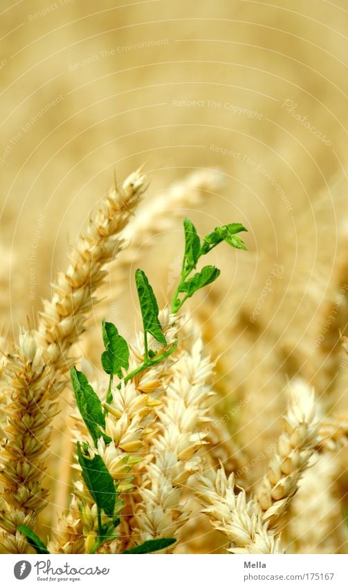 revolution Colour photo Multicoloured Exterior shot Close-up Copy Space top Day Shallow depth of field Central perspective Environment Nature Plant Summer