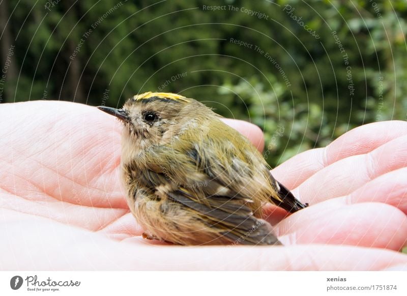 Winter goldcrest in one hand Bird Winter Goldencrest Hand Fingers Forest Grand piano regulus regulus 1 Animal Small Yellow Green Black Trust crestal stiffness