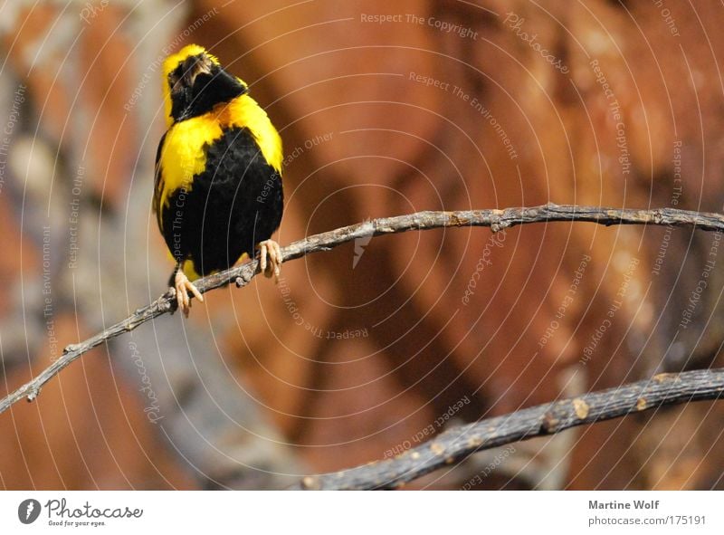 song contest Animal Bird 1 Brown Yellow Black Passion Nature Pride Branch Sing Colour photo Multicoloured Deserted Shallow depth of field Animal portrait