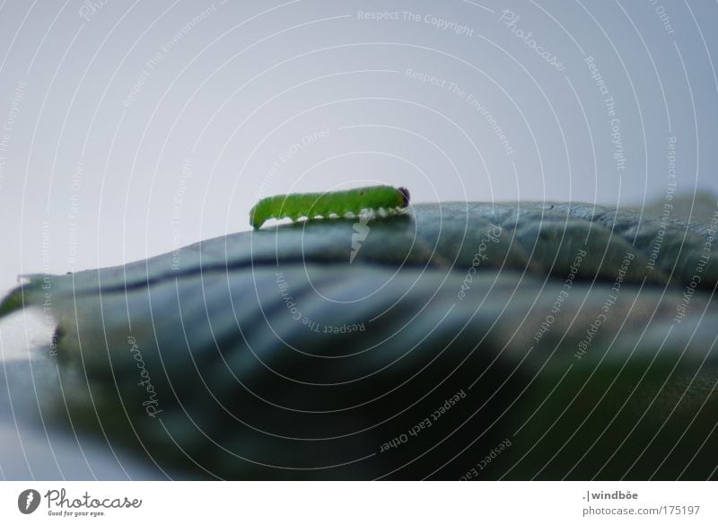 wave dance Colour photo Exterior shot Close-up Detail Deserted Day Central perspective Long shot Animal Wild animal Butterfly Worm Caterpillar 1 Crawl Walking