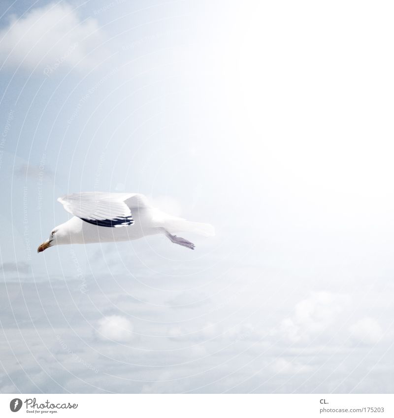 seagull Nature Landscape Sky Clouds Sun Sunlight Summer Beautiful weather Wind Animal Wild animal Bird Wing Gull birds Seagull 1 Free Blue White Esthetic