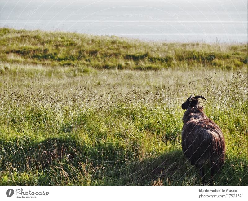 Sheep on pasture looking into the distance Nature Landscape Animal Grass Willow tree Meadow 1 Looking Stand Free Far-off places Infinity naturally Curiosity