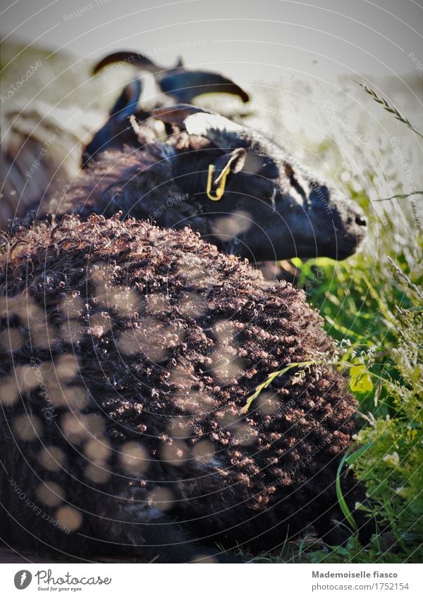 Sheep dozing in the sun Animal Meadow 1 To enjoy Lie Sleep naturally Cute Contentment Relaxation Healthy Idyll Nature Calm Environment Colour photo