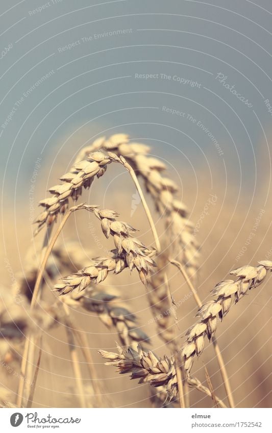 Maturing time (1) Summer Wheat Wheatfield Wheat ear Ear of corn Grain Network Mature Hang Natural Yellow Gold Warm-heartedness Romance Energy Nature Survive