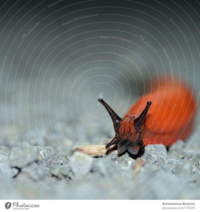 hot snail Colour photo Exterior shot Close-up Macro (Extreme close-up) Copy Space left Copy Space top Copy Space bottom Neutral Background Evening Flash photo