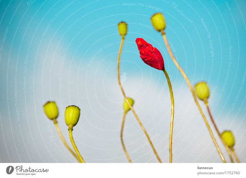 skyscraper Plant Sky Clouds Spring Flower Grass Blossom Corn poppy Poppy Poppy blossom gossip rose Meadow Blue Green Red Turquoise Upward Ambitious Bud Curved