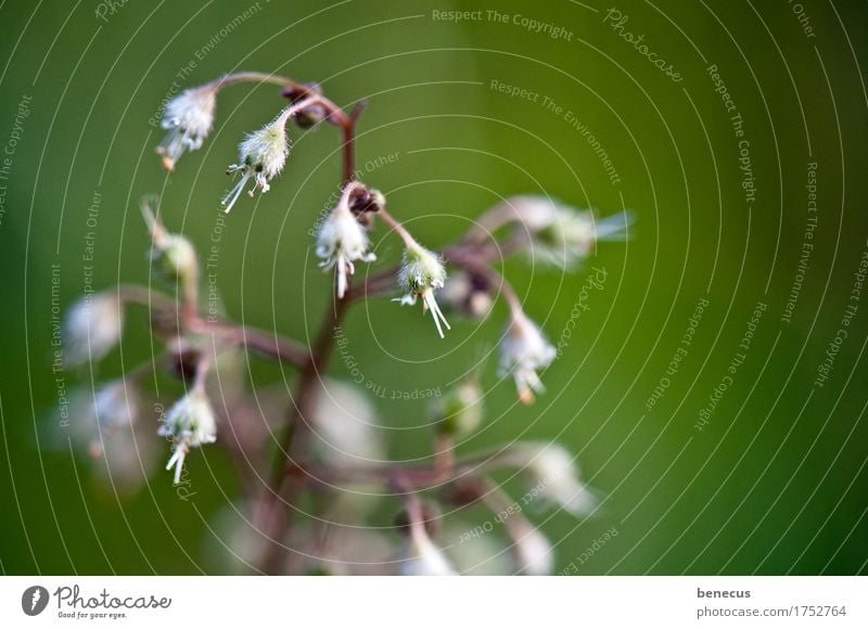 anticipation Plant Spring Flower Blossom Hang Green White Bud Blossoming Sprout Hidden New Beginning Looking Vignetting Delicate Focus on Beautiful Natural