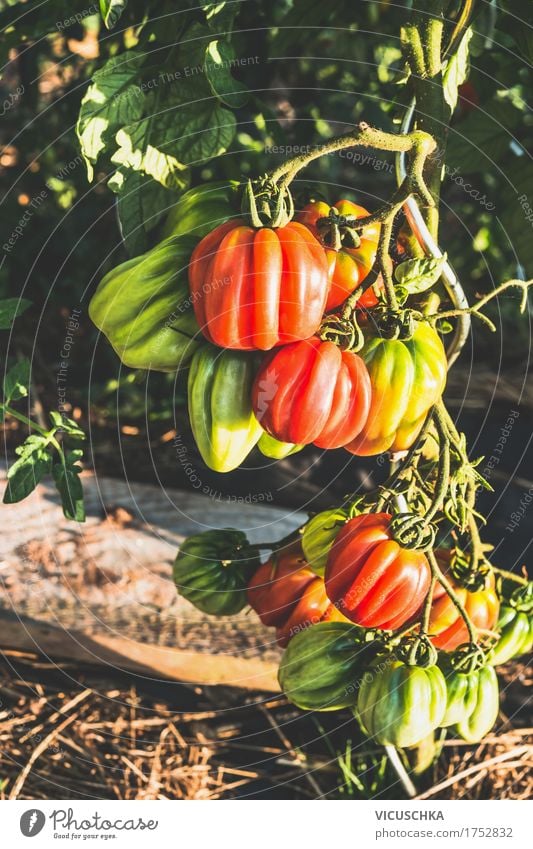 Ox heart tomatoes in garden Vegetable Design Healthy Eating Life Garden Nature Vitamin Organic produce Tomato ox heart tomatoes Garden Bed (Horticulture)