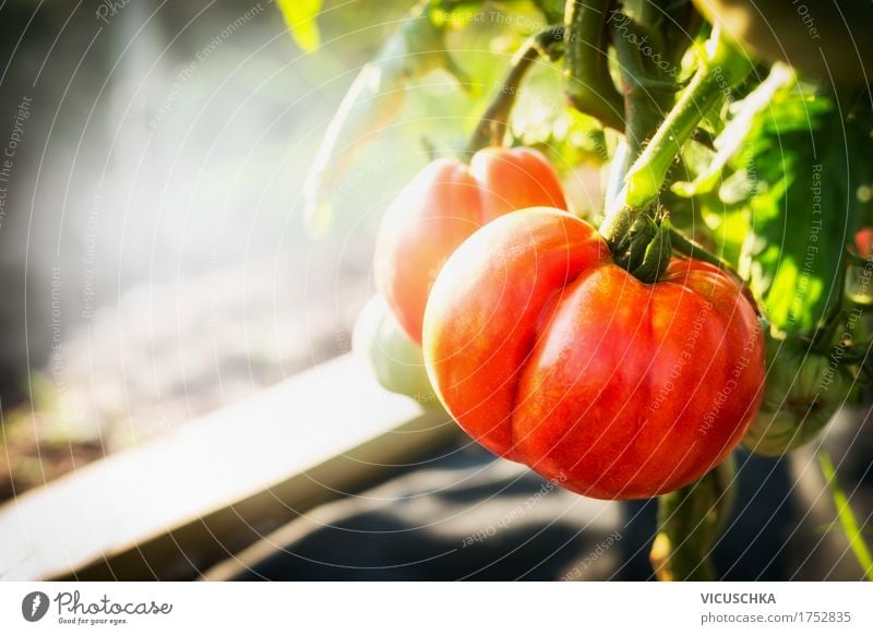 Ripe tomato plant in the garden Lifestyle Design Healthy Eating Summer Garden Nature Beautiful weather Vitamin Tomato Organic produce Plant