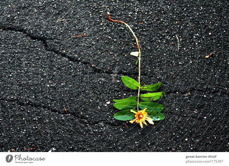 Heavy flower Colour photo Exterior shot Close-up Detail Deserted Evening Twilight Contrast Shallow depth of field Bird's-eye view Nature Plant Flower