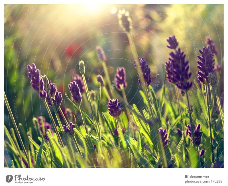 L A V E N D E L Colour photo Exterior shot Macro (Extreme close-up) Copy Space top Evening Light Back-light Central perspective Nature Plant Sunlight Summer