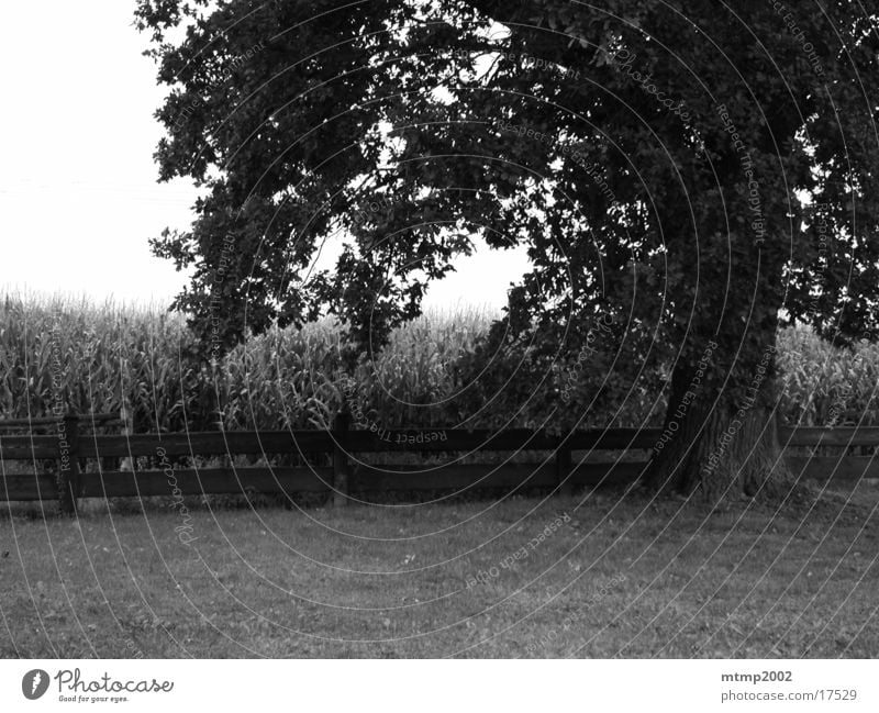 Tree next to field Summer Field Maize field Branch Sun Black & white photo