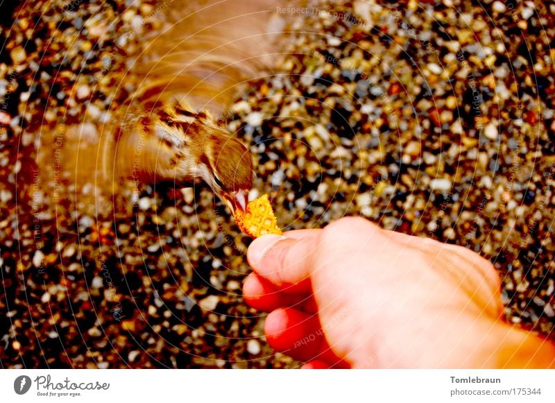 bird Colour photo Exterior shot Copy Space right Day Sunlight Motion blur Bird's-eye view Full-length Downward Wild animal Wing Feeding Near Smart Crazy