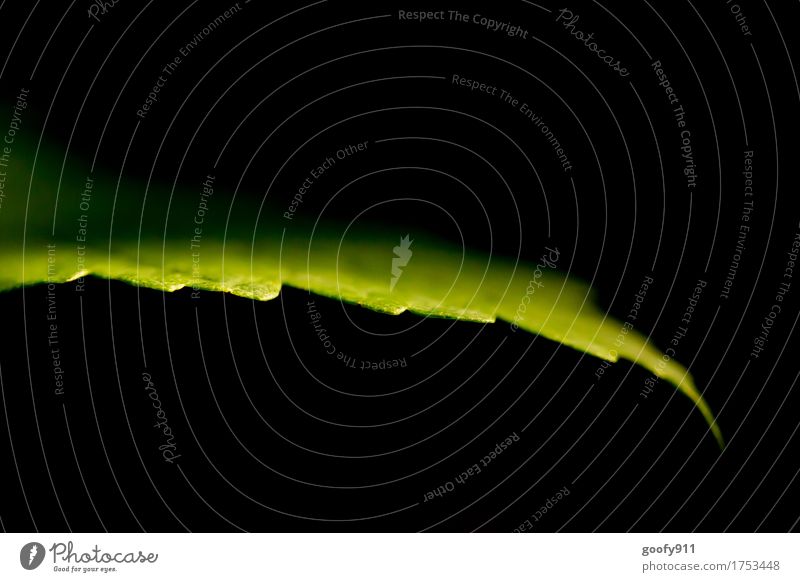 Leaf in the dark Environment Nature Landscape Sun Summer Garden Park Hang Esthetic Exceptional Exotic Beautiful Natural Juicy Dry Warmth Green Black Emotions