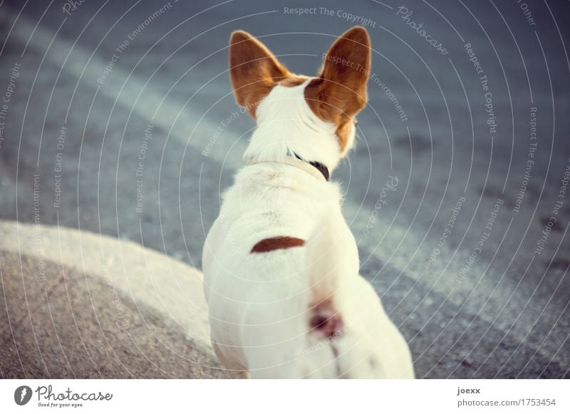 Are you coming back? Dog 1 Animal Looking Stand Small Curiosity Cute Brown White Patient Interest Optimism Colour photo Exterior shot Deserted Day