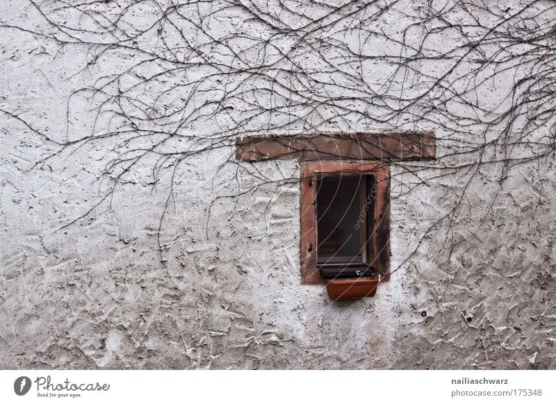 On the wall (2) ... Colour photo Subdued colour Exterior shot Deserted Copy Space left Day Central perspective Plant Ivy Village Old town