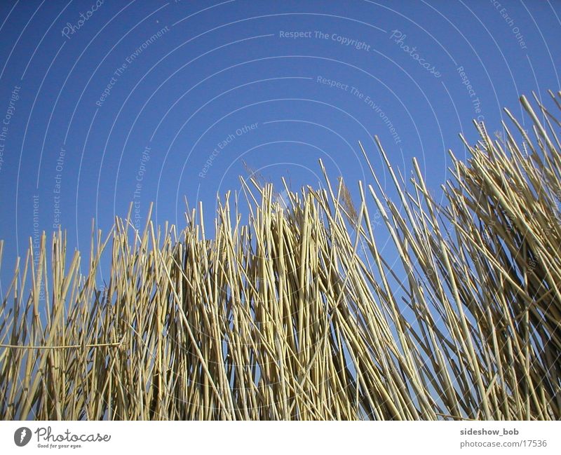 texel_02 Beach Common Reed Ocean Netherlands stage Texel Beautiful weather