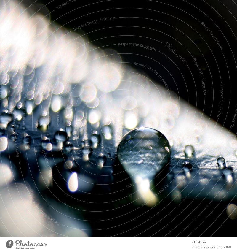 Pearls. Close-up Macro (Extreme close-up) Light Shadow Contrast Reflection Shallow depth of field Water Drops of water Garden Touch Glittering Fluid Fresh Blue