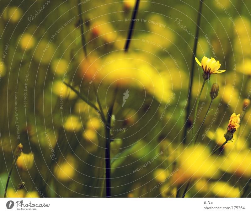 a few flowers Colour photo Exterior shot Close-up Deserted Day Environment Nature Landscape Animal Summer Beautiful weather Plant Flower Grass Bushes Blossom