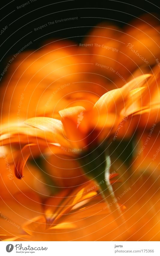 sundayflower Colour photo Multicoloured Exterior shot Close-up Detail Deserted Day Light Sunlight Deep depth of field Central perspective Nature Spring Summer