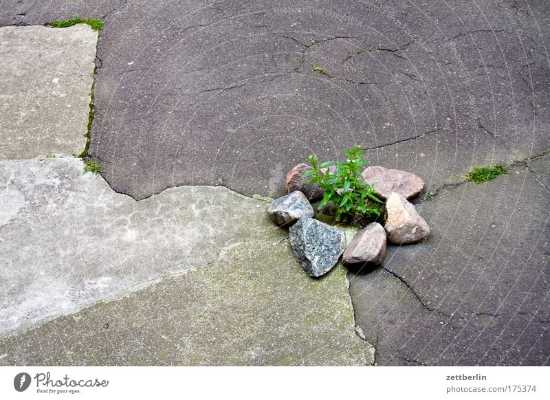 inner courtyard rear building Backyard Building Terrace Interior courtyard Summer Plant Foliage plant courtyard greening Oxygen Habitat Asphalt Concrete