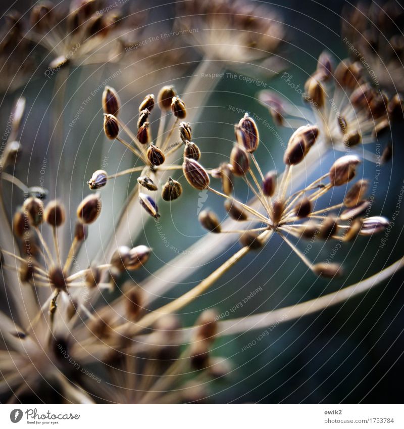 common dill Environment Nature Plant Agricultural crop Dill Dill blossom To dry up Thin Authentic Dry Many Transience Fragile Apiaceae Blossom Seed Herbs