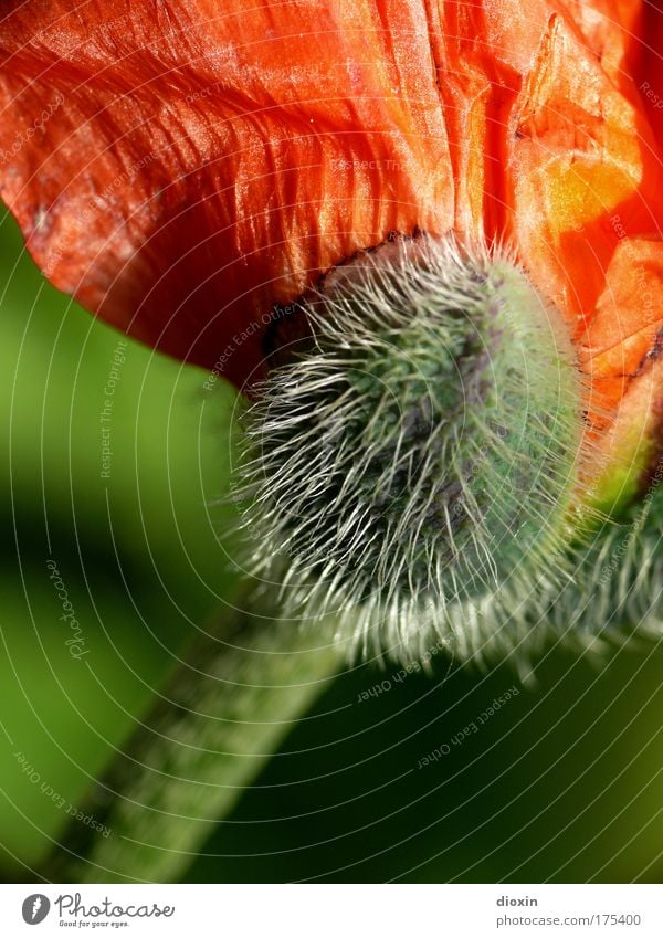 unfold Colour photo Multicoloured Exterior shot Close-up Detail Macro (Extreme close-up) Deserted Copy Space bottom Day Shadow Blur Shallow depth of field