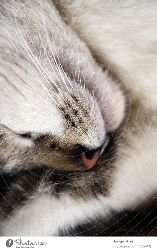 Assembly ... Colour photo Subdued colour Interior shot Close-up Detail Animal portrait Profile Closed eyes Beautiful Hair and hairstyles Well-being Contentment