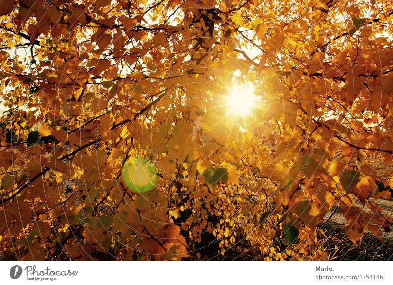 autumn dream Joy Vacation & Travel Trip Adventure Far-off places Freedom Camping Hiking Nature Landscape Sun Sunrise Sunset Sunlight Autumn Beautiful weather