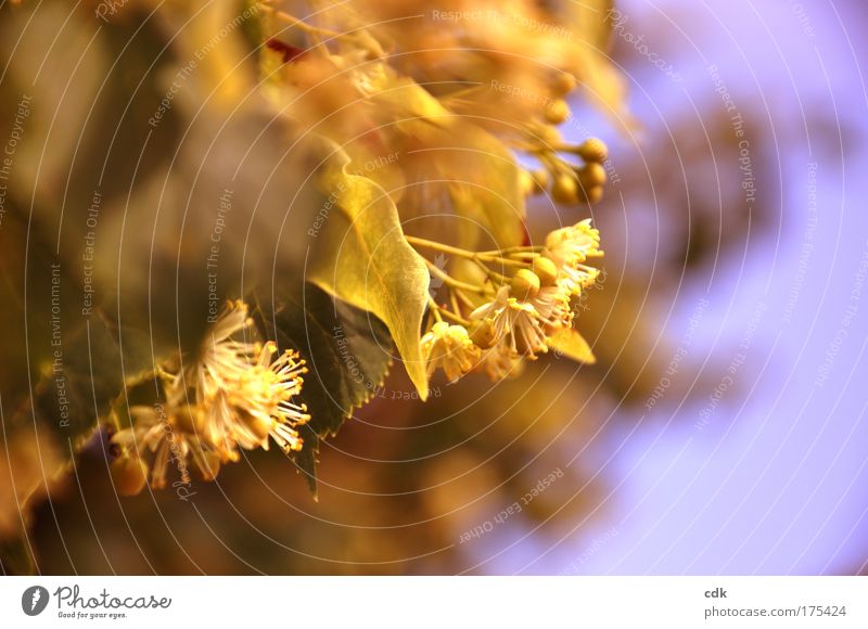 Lime blossoms II Colour photo Exterior shot Deserted Day Sunlight motion blur Shallow depth of field Environment Nature Plant Spring Tree Blossom Lime tree