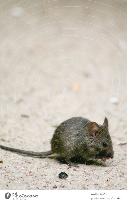 sighted in the Zoological Garden, Berlin Colour photo Subdued colour Interior shot Close-up Deserted Copy Space top Day Shallow depth of field