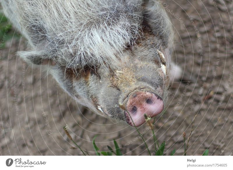 such a mess... Environment Nature Animal Earth Pet Animal face Pot-bellied pig 1 Observe Looking Stand Authentic Exceptional Uniqueness Natural Brown Gray Pink